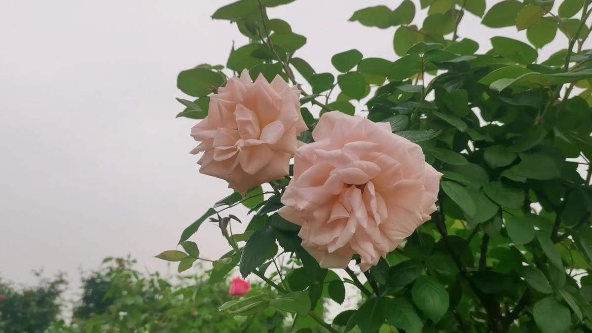 86cc8b965a2c6f766ea3574e3196ed7 86cc8b965a2c6f766ea3574e3196ed7