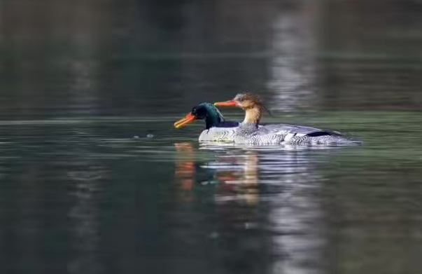 c95200343f454ff19ff61854ea05d6a5_image c95200343f454ff19ff61854ea05d6a5_image