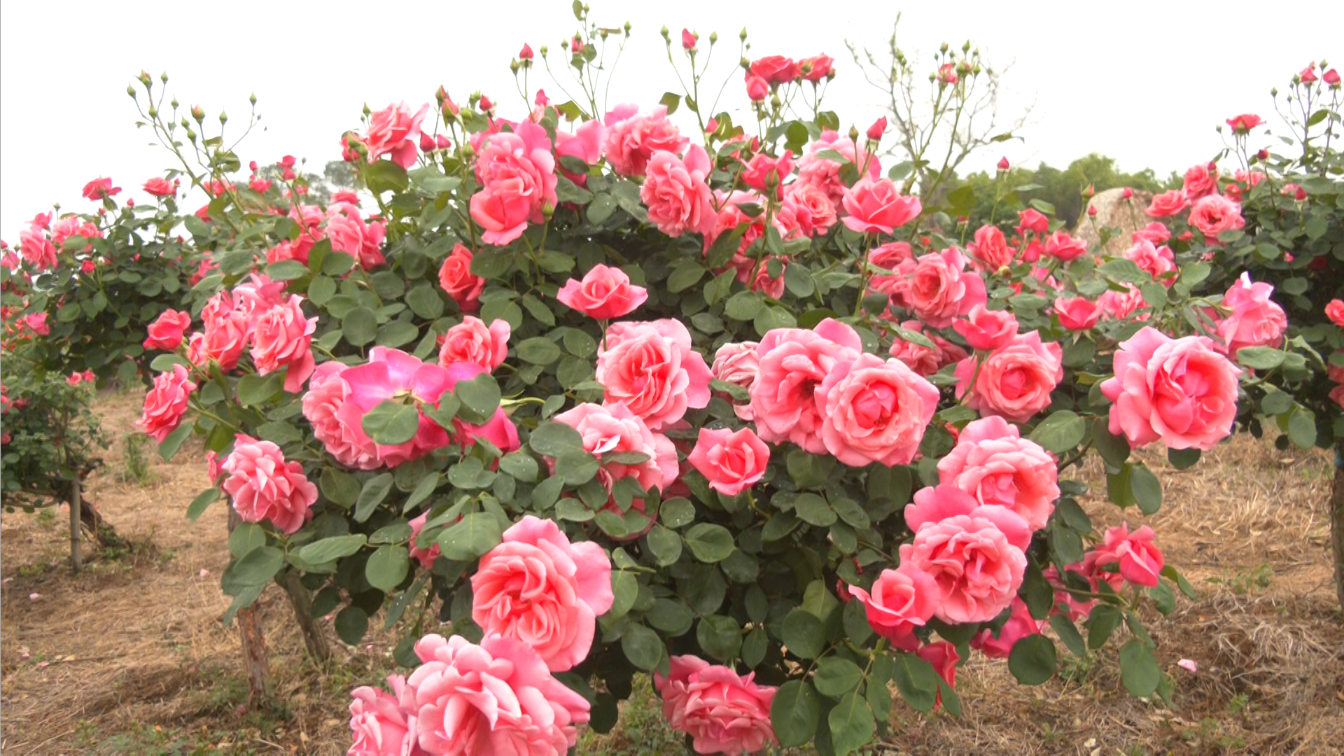 0380a4dacb5c457bbafdabf96cbf43cd_image 0380a4dacb5c457bbafdabf96cbf43cd_image